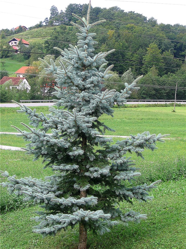 Picea pungens glauca